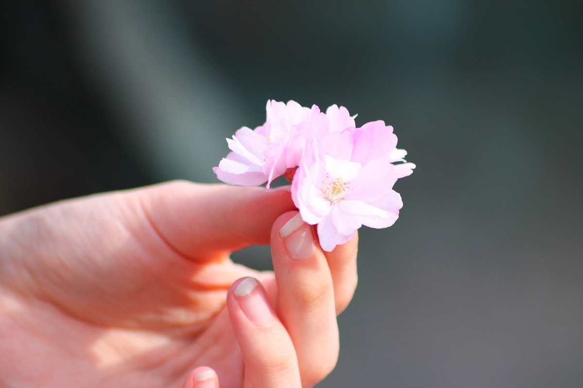 Tatiana's Blog | Budgettip: Biocura Bathfoam Sakura Blossom
